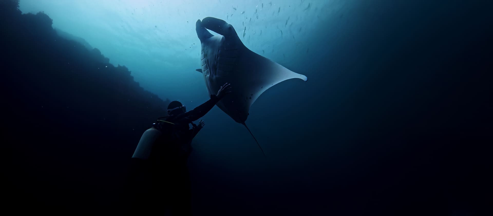 Plongeur dans l'eau, touchant une raie manta